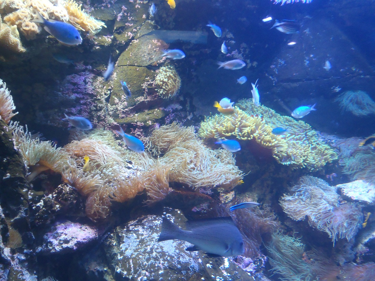 underwater world exotic fish underwater life free photo