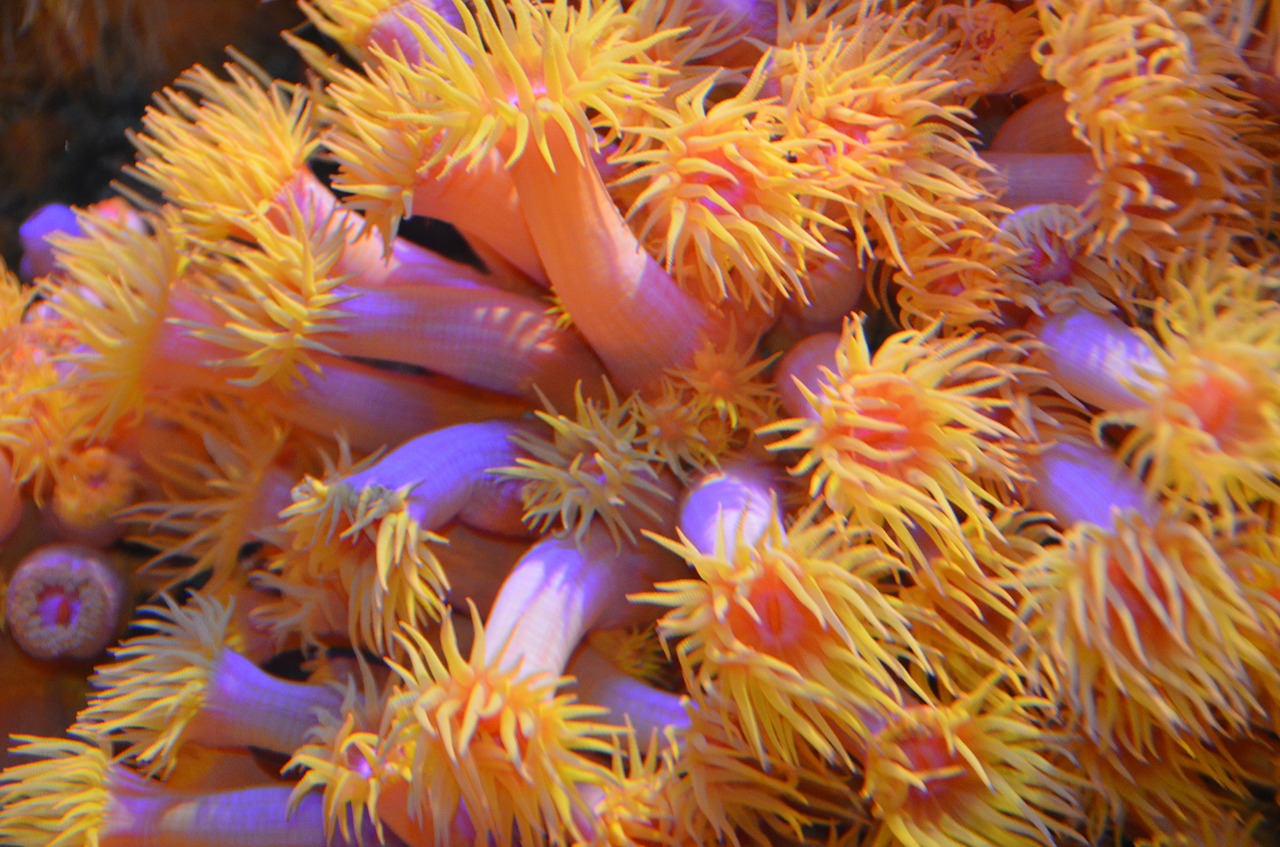 underwater world yellow orange free photo