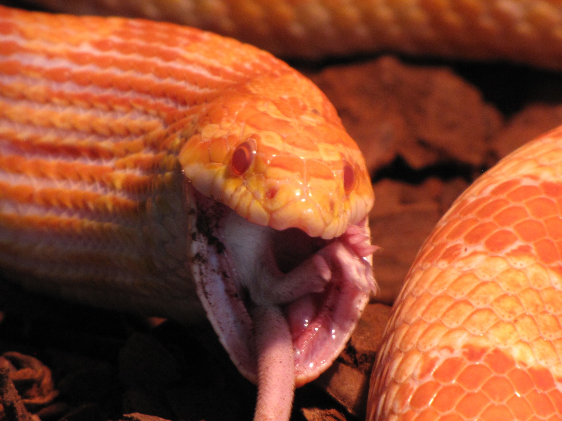 К чему снятся змеи мужчине кусают. Маисовый полоз змея зубы. Зубы змеи маисовый полоз. Маисовый полоз зубы зубы.