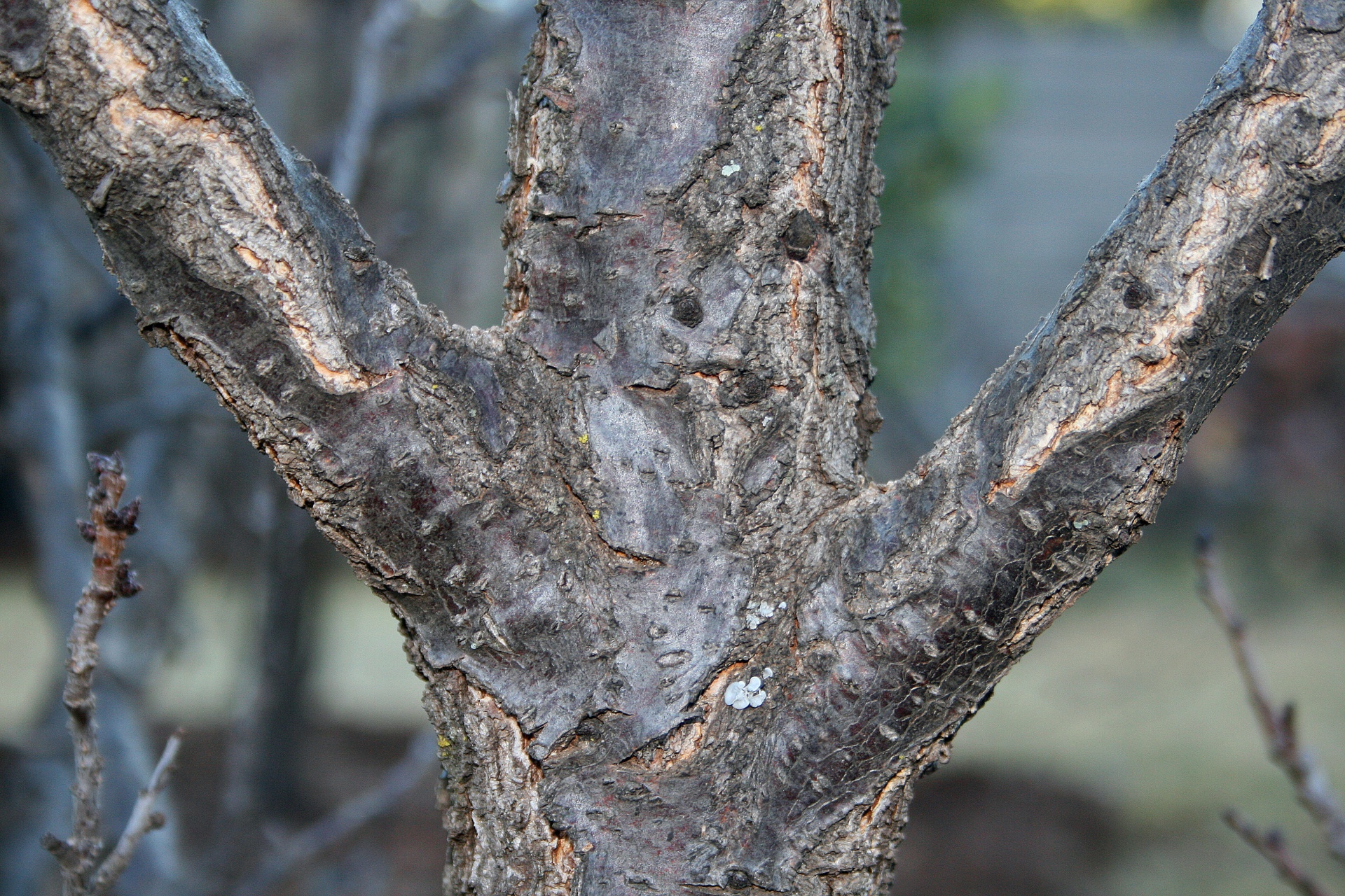 tree trunk bark free photo