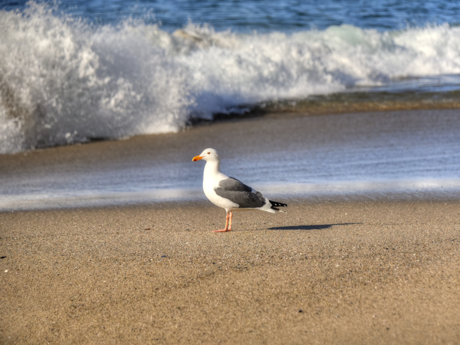 seagull unfettered unafraid free photo
