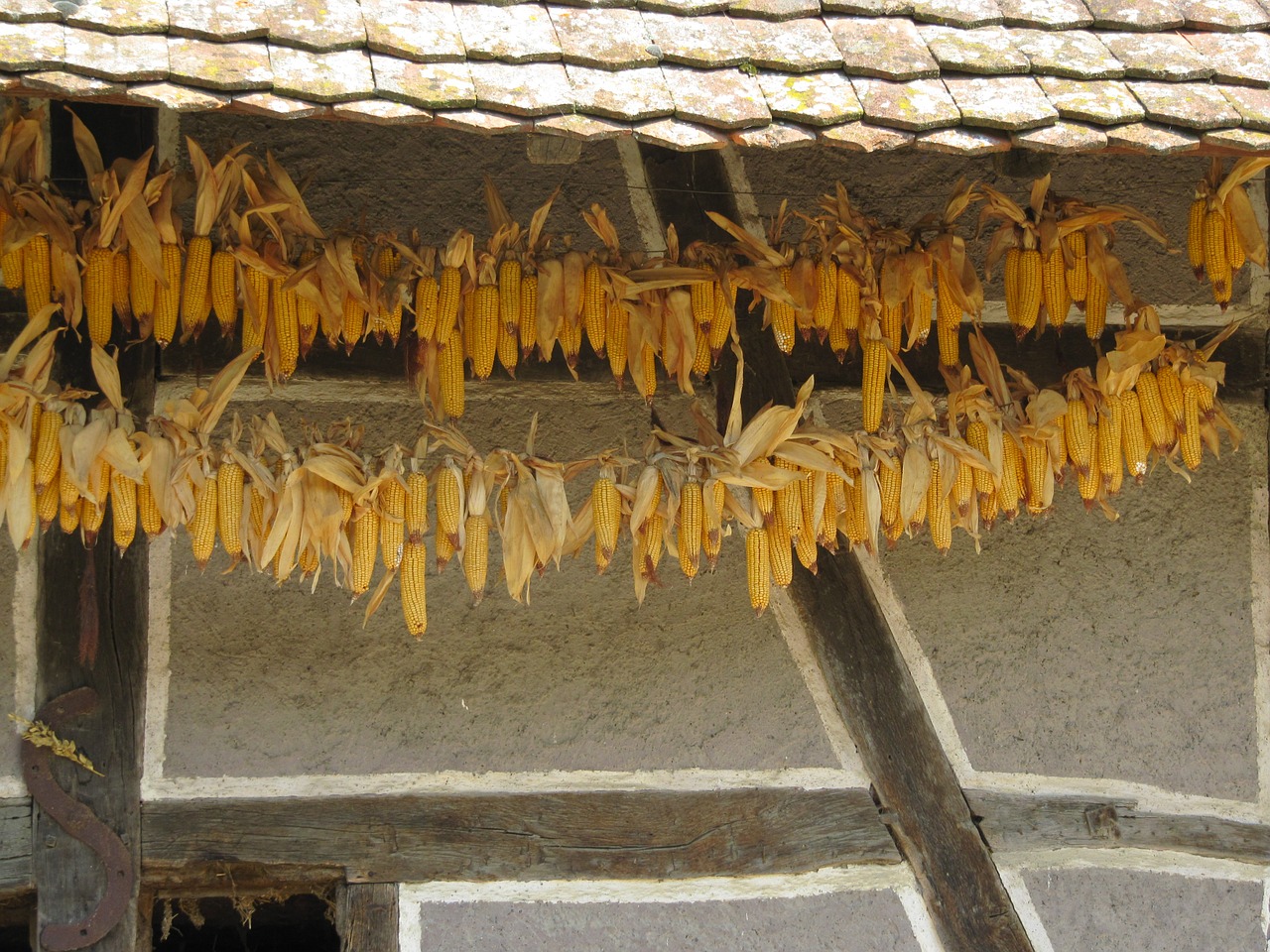 ungersheim ecomuseum truss corn harvest free photo