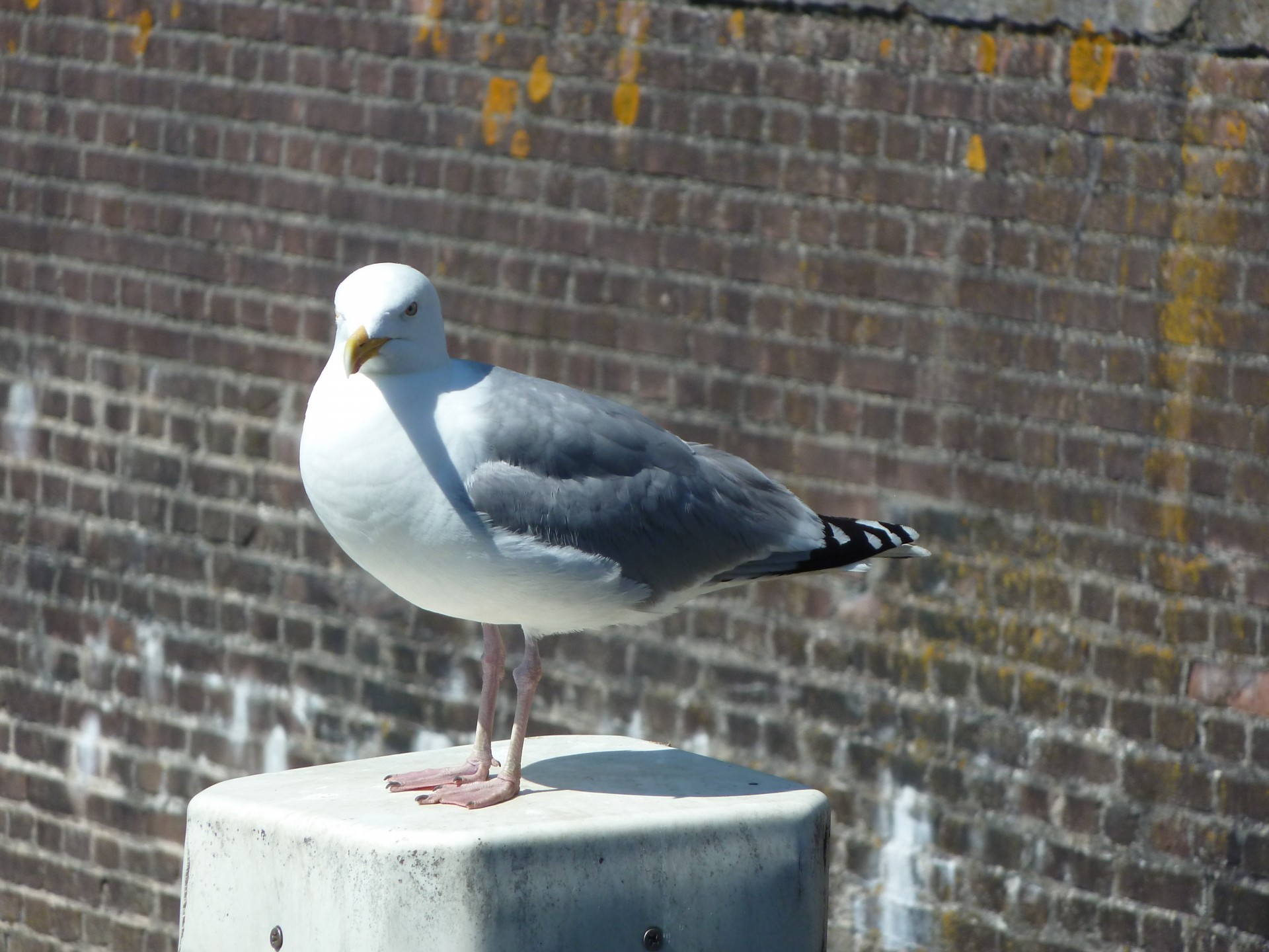 seagull gull gulls free photo