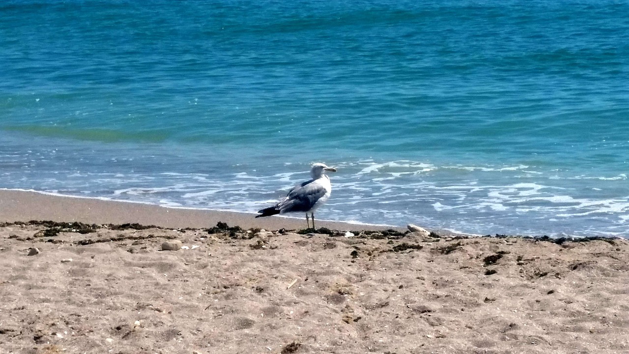 united black seagull free photo