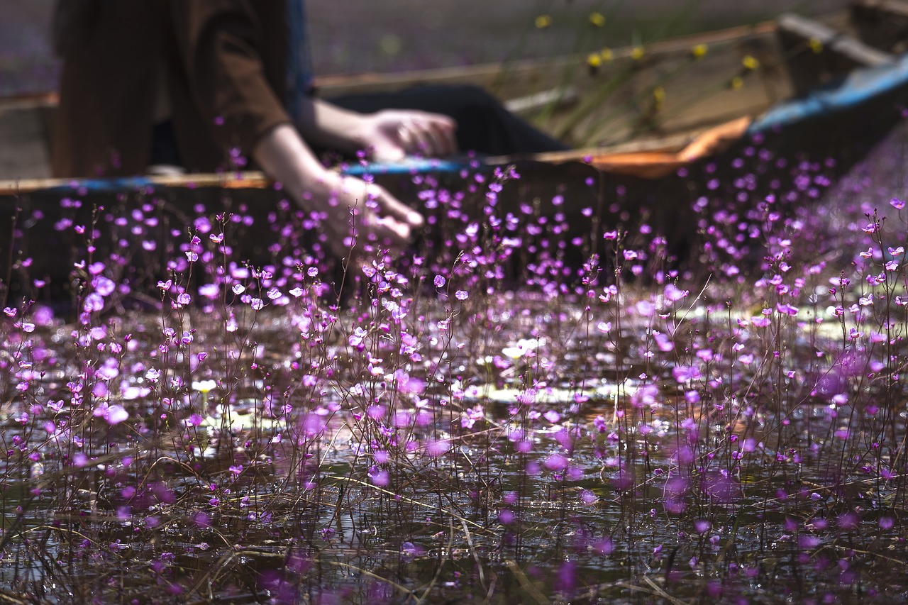 united  turkish  rolling purple plant free photo