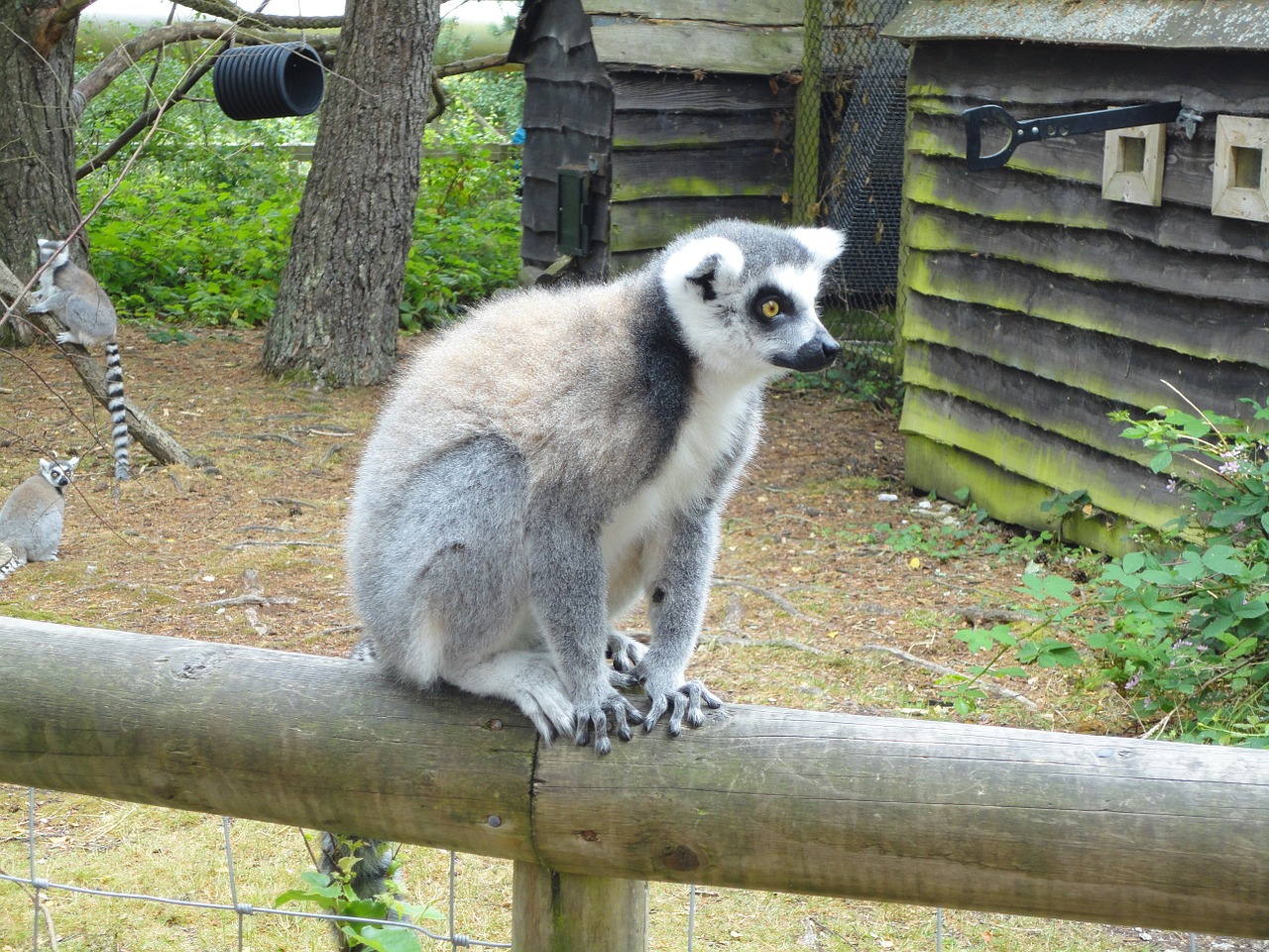 united kingdom monkey park ring tailed lemur free photo