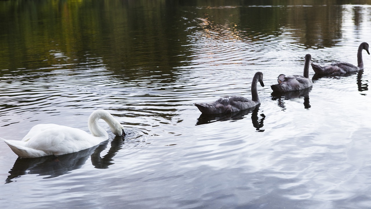 united kingdom scotland animal free photo