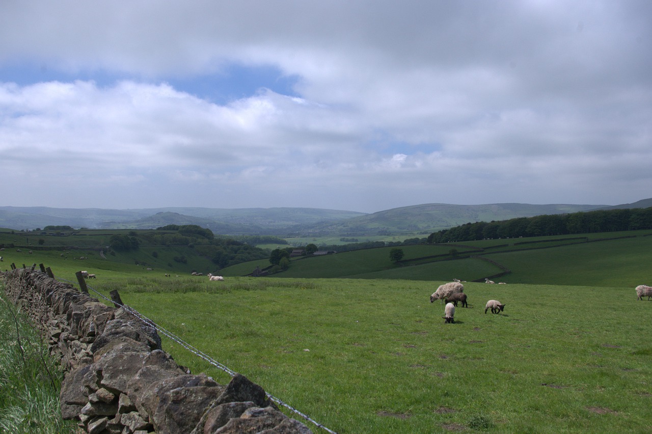 united kingdom  meadow  england free photo