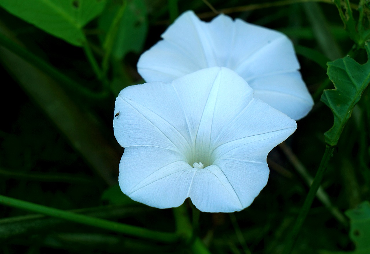 united water spinach white natural free photo