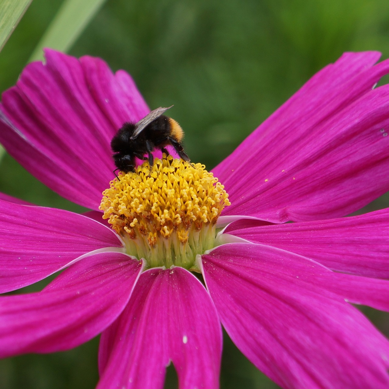 universe cosmos flower bee in bloom free photo