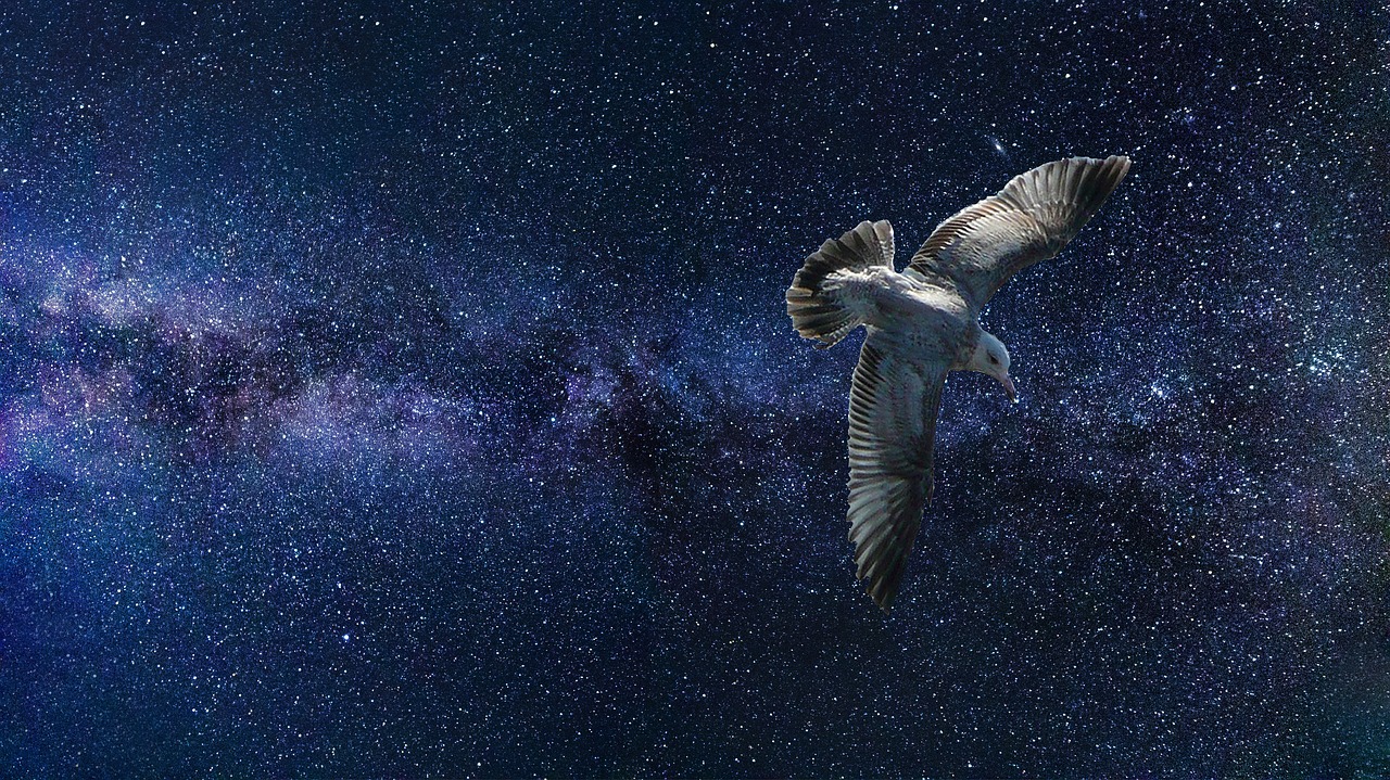 universe bird space free photo