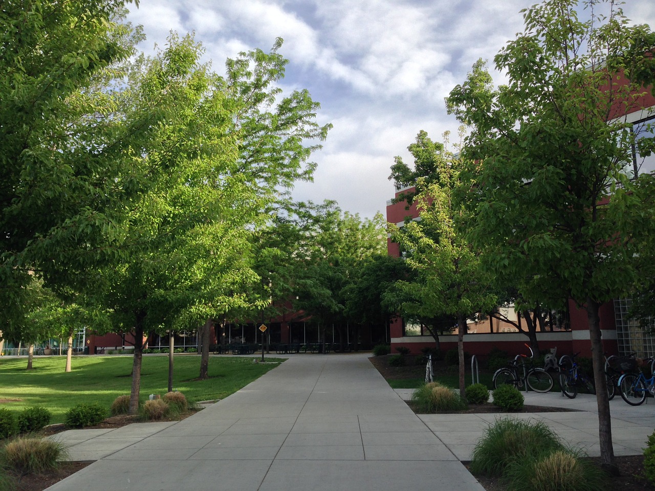 university trees sky free photo