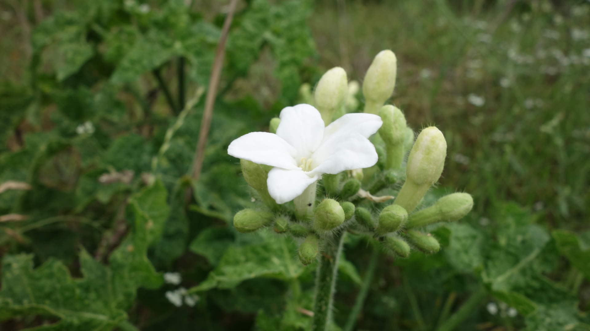 texas wildflowers white flower white flower buds free photo