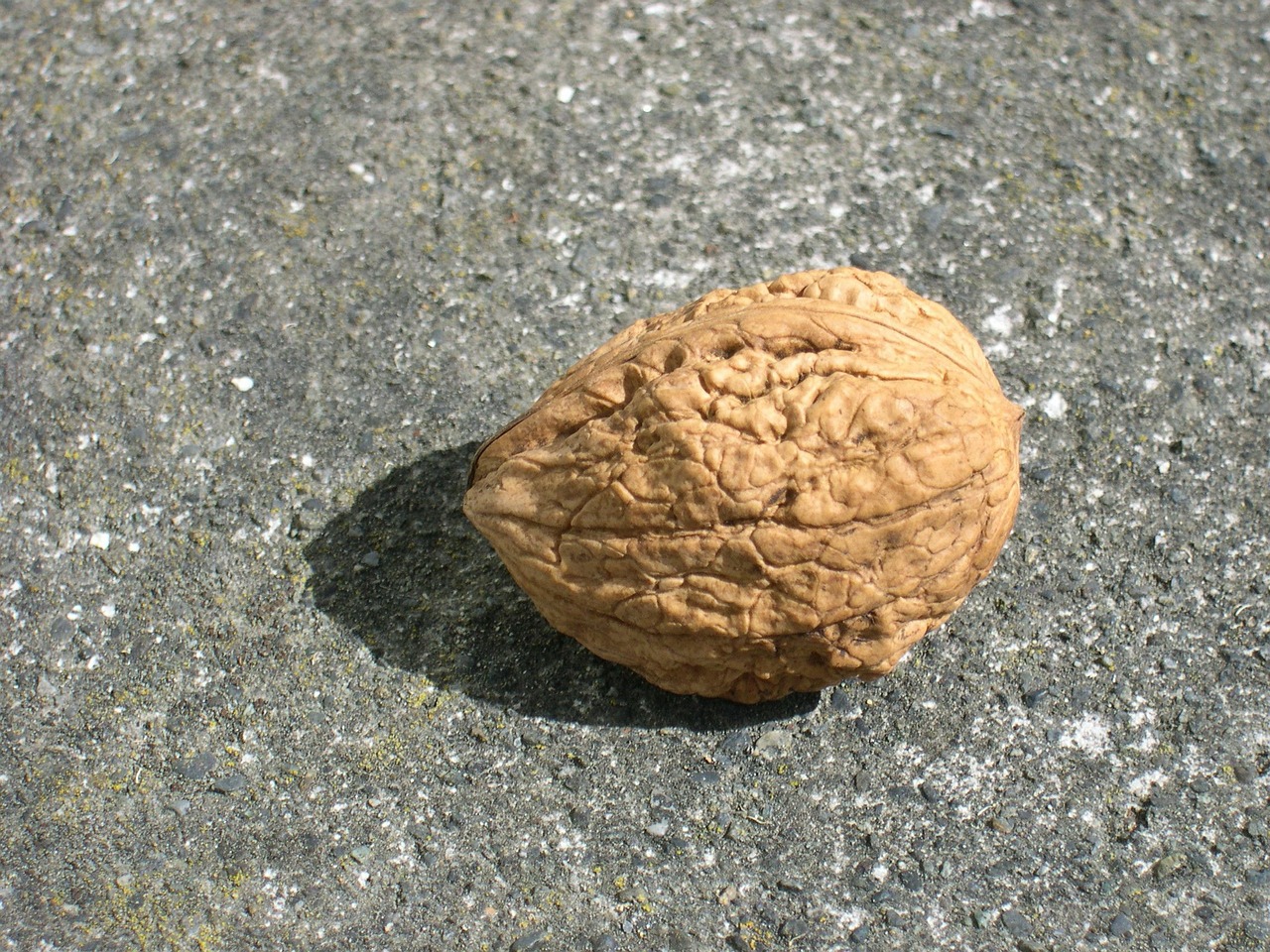 unopened fruit walnut free photo