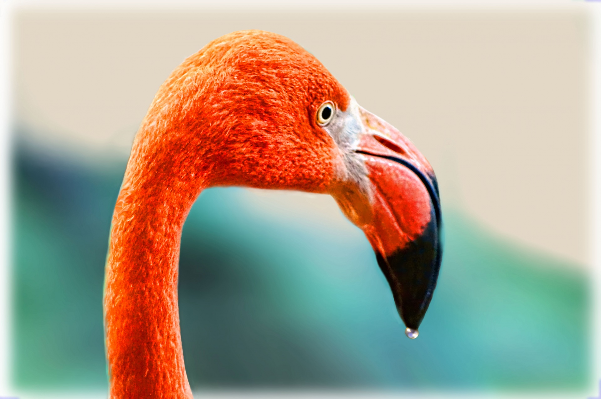 unpretentious hypermodest flamingo free photo