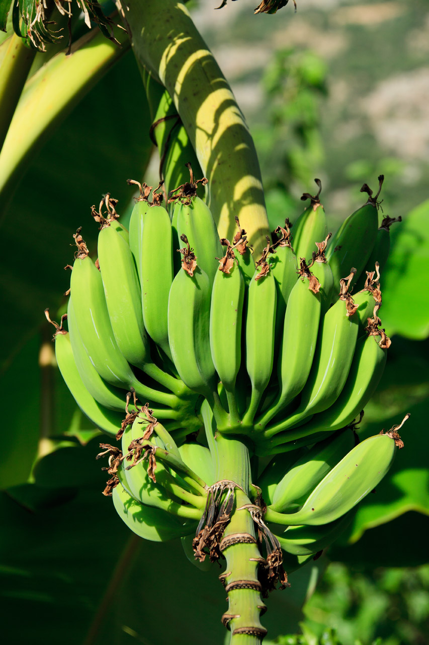agriculture banana branch free photo