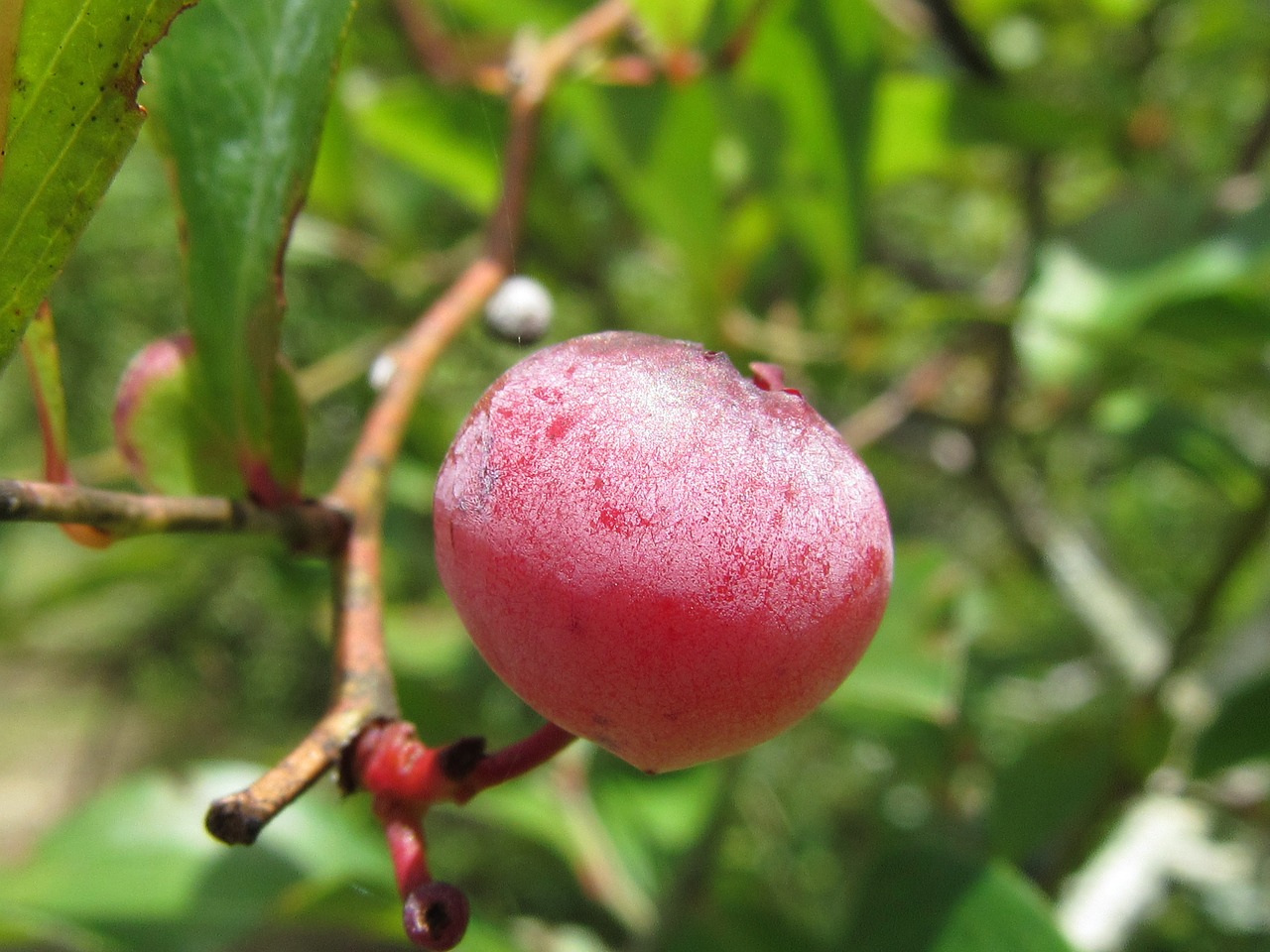 unripe blueberry red nature free photo
