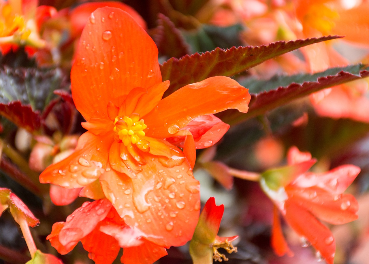 unstoppable upright fire begonia flower free photo
