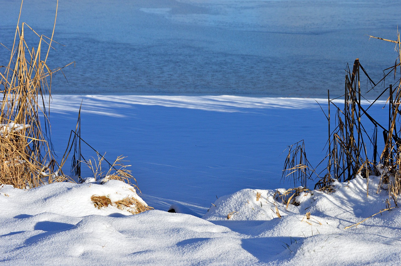 untreusee  winter  lake free photo