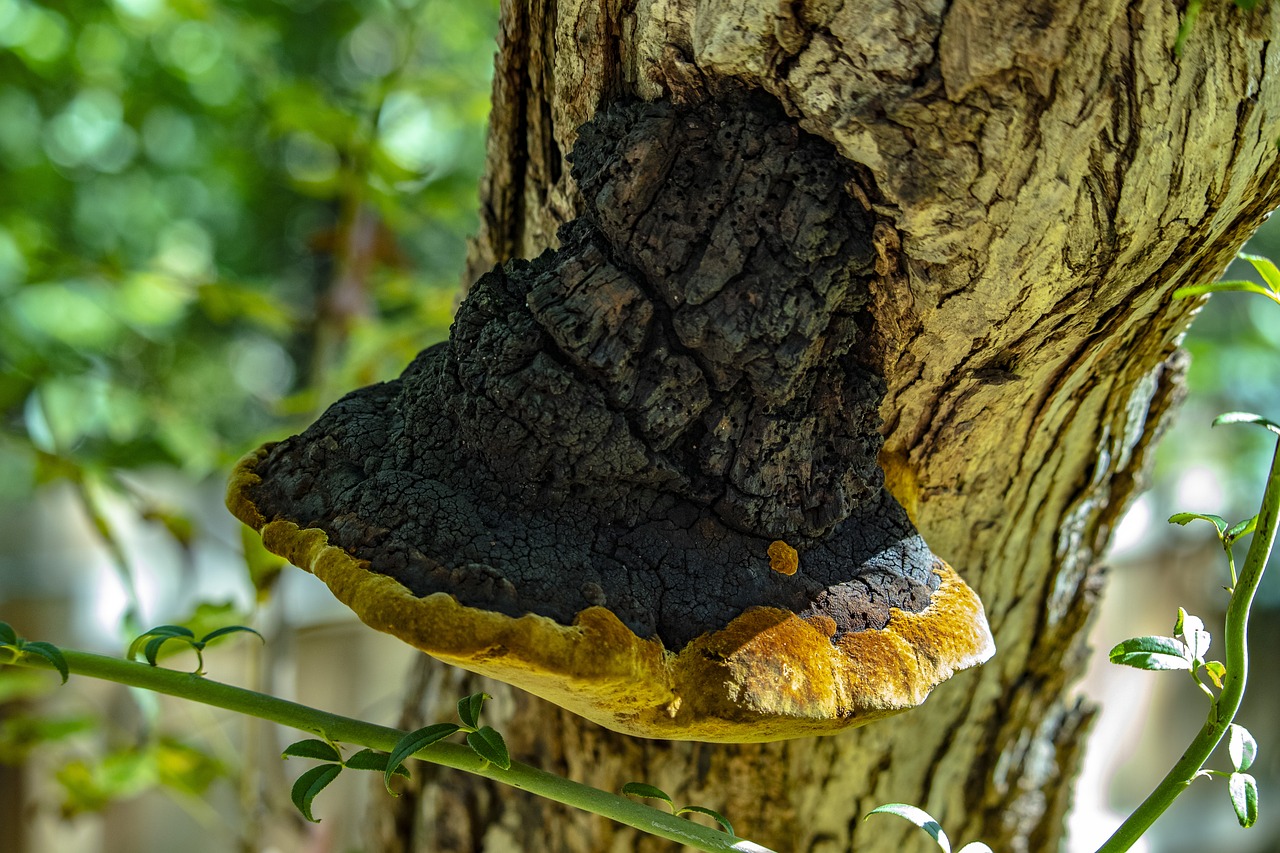 unusual  bracket fungi  yellow free photo