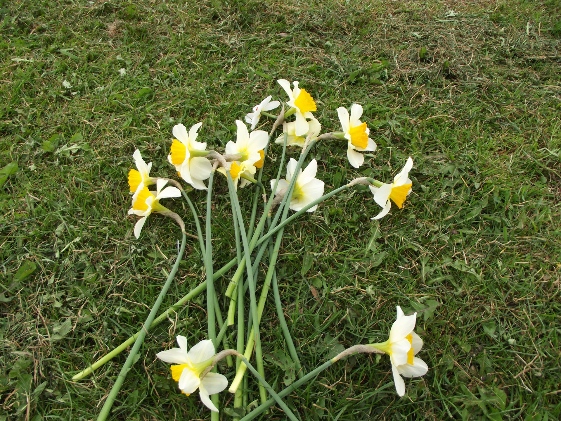 daffodils flowers grass free photo