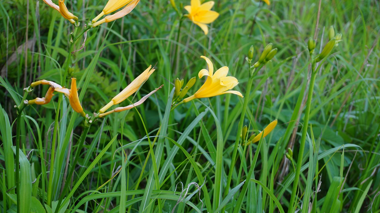 up  flowers  yellow flowers free photo