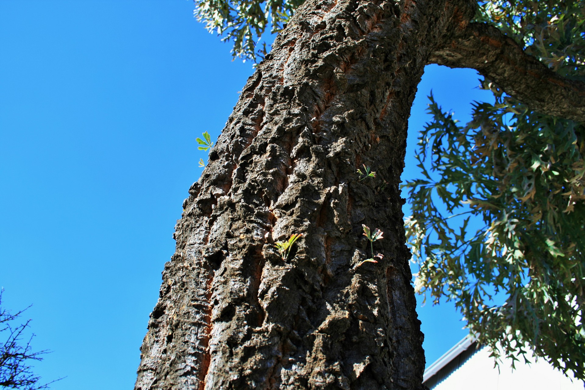 tree tall trunk free photo