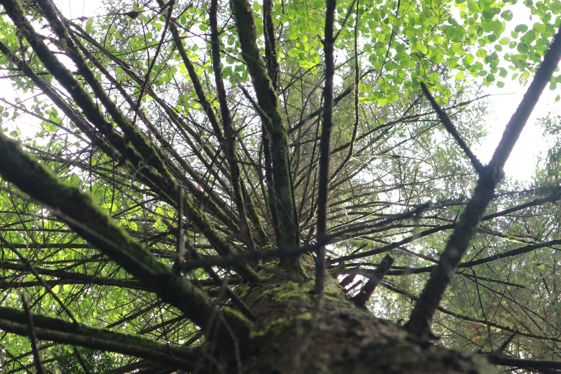 looking up tree free photo