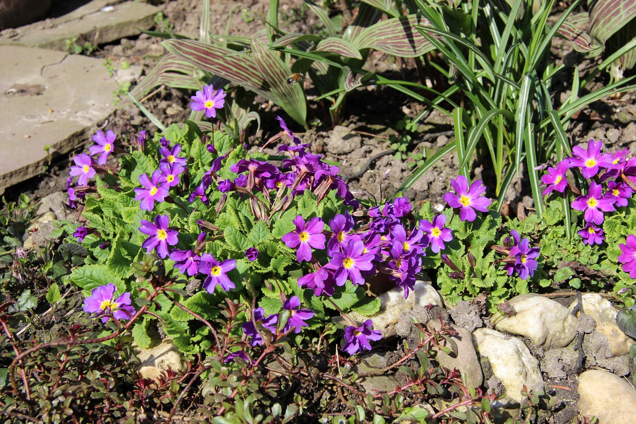 upholstery perennial primrose purple free photo