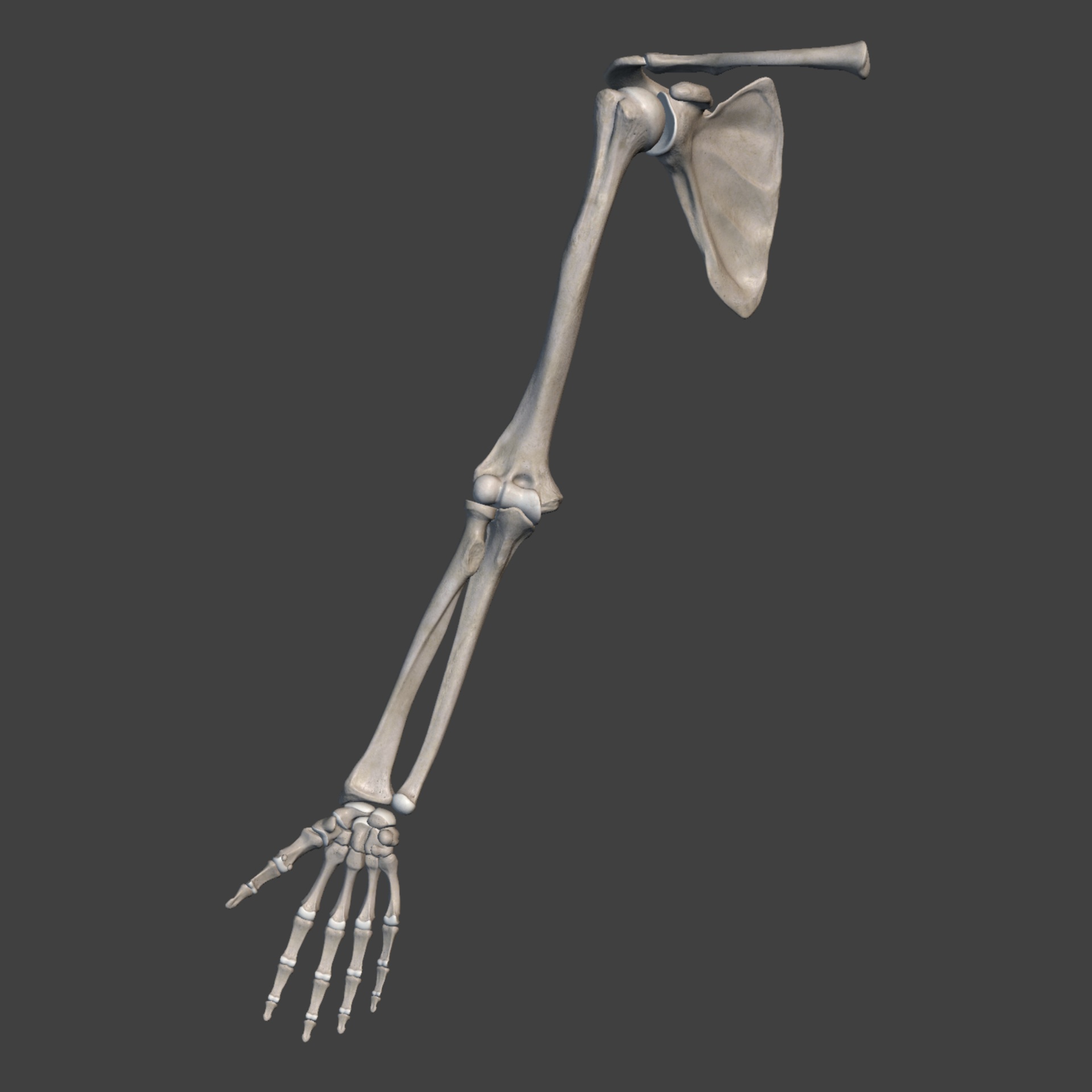 upper limb bones free photo
