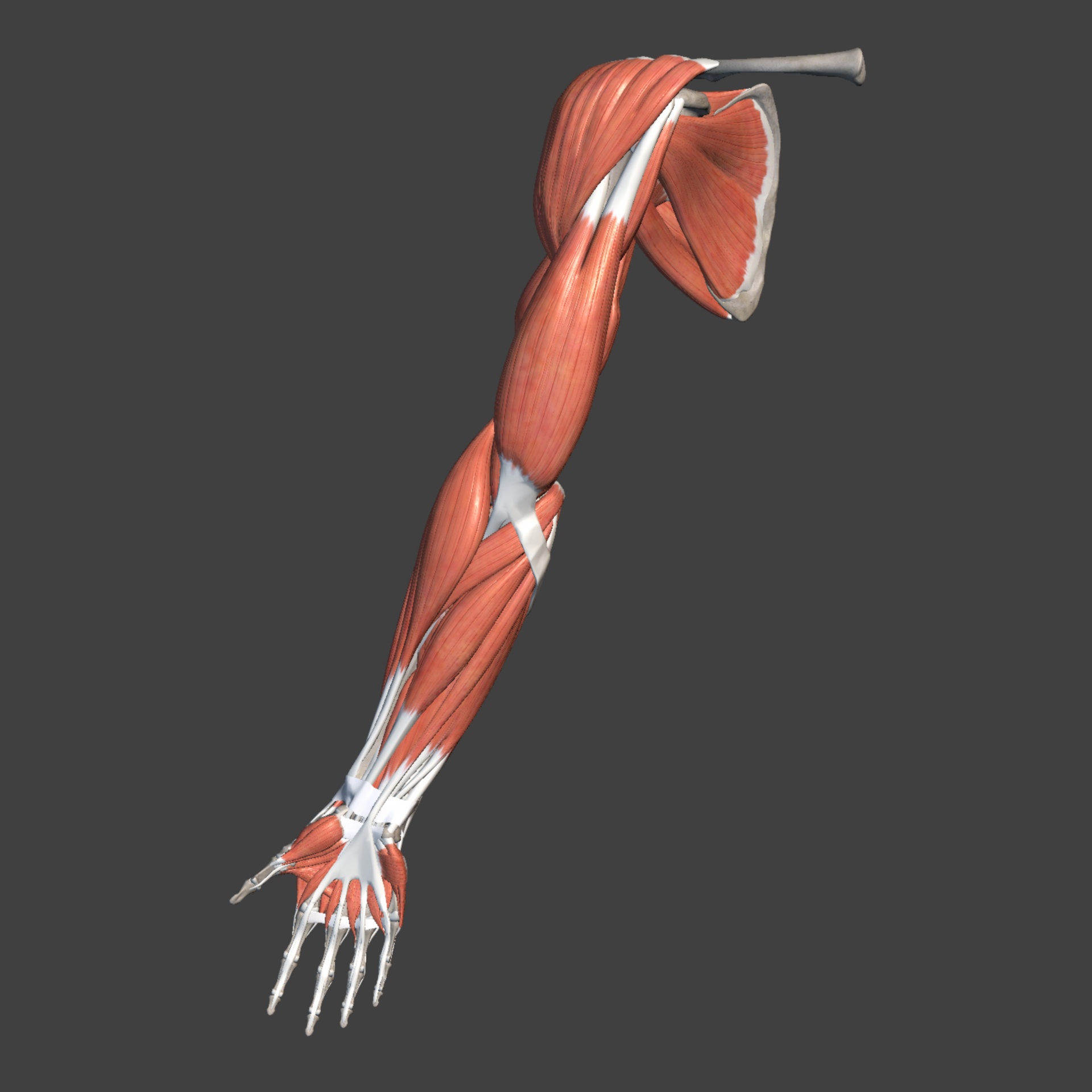 Анатомия мышц рук человека. Двуглавая мышца плеча мышцы верхней конечности. Мышцы свободной верхней конечности анатомия. Мышцы верхней конечности анатомия планшетки. Мышцы руки анатомия.