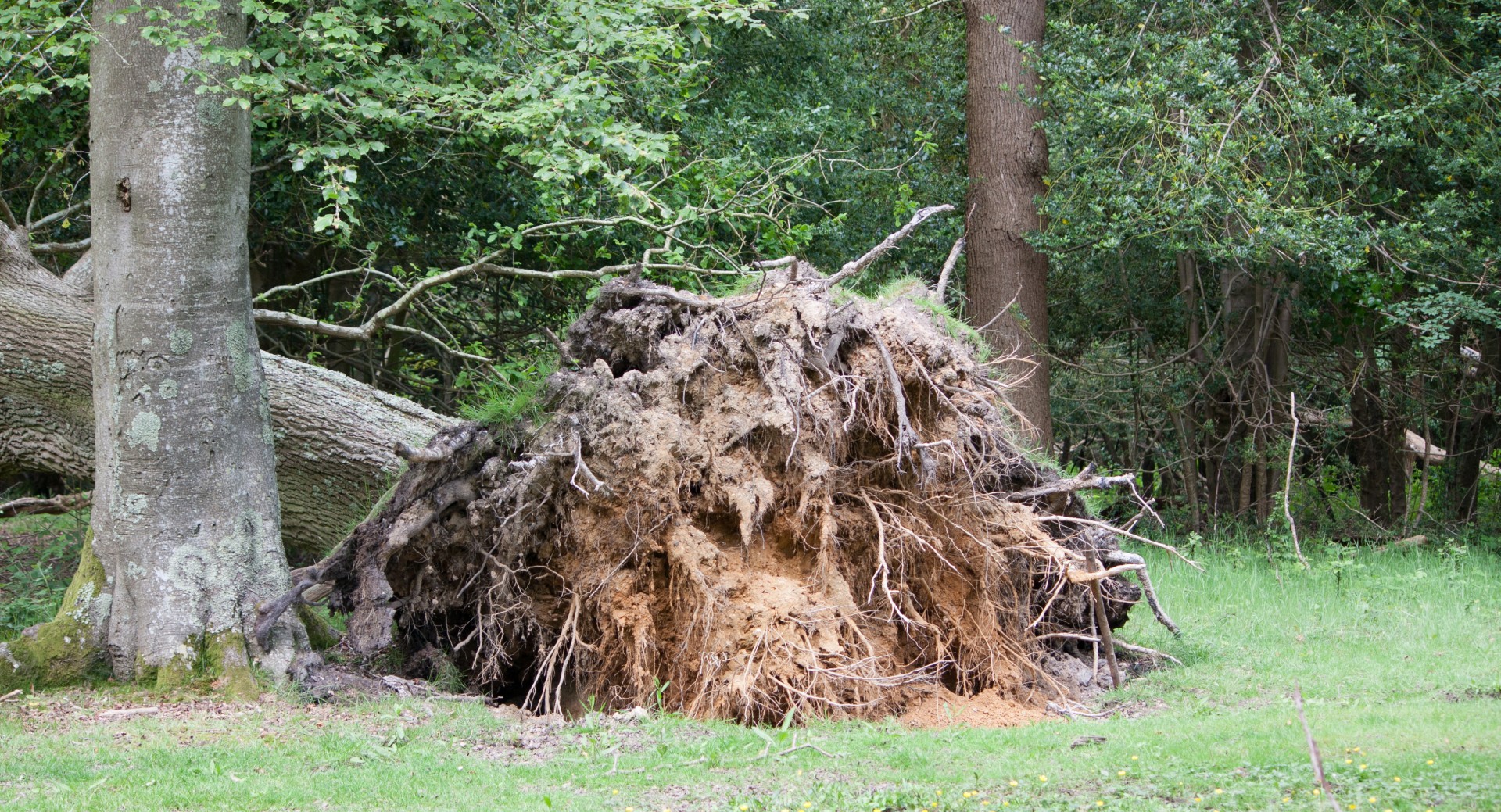 tree uprooted fallen free photo