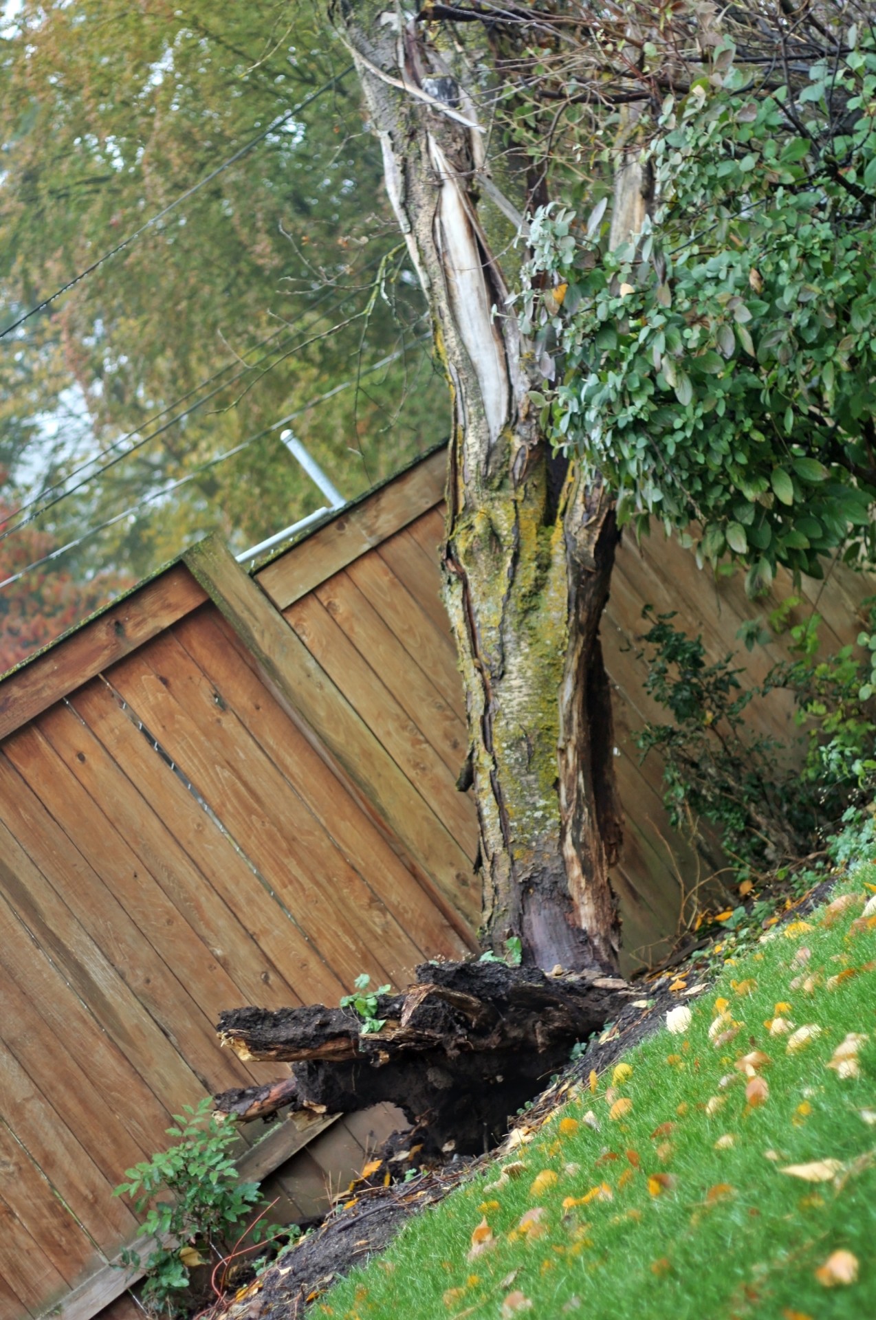 uprooted tree fall free photo