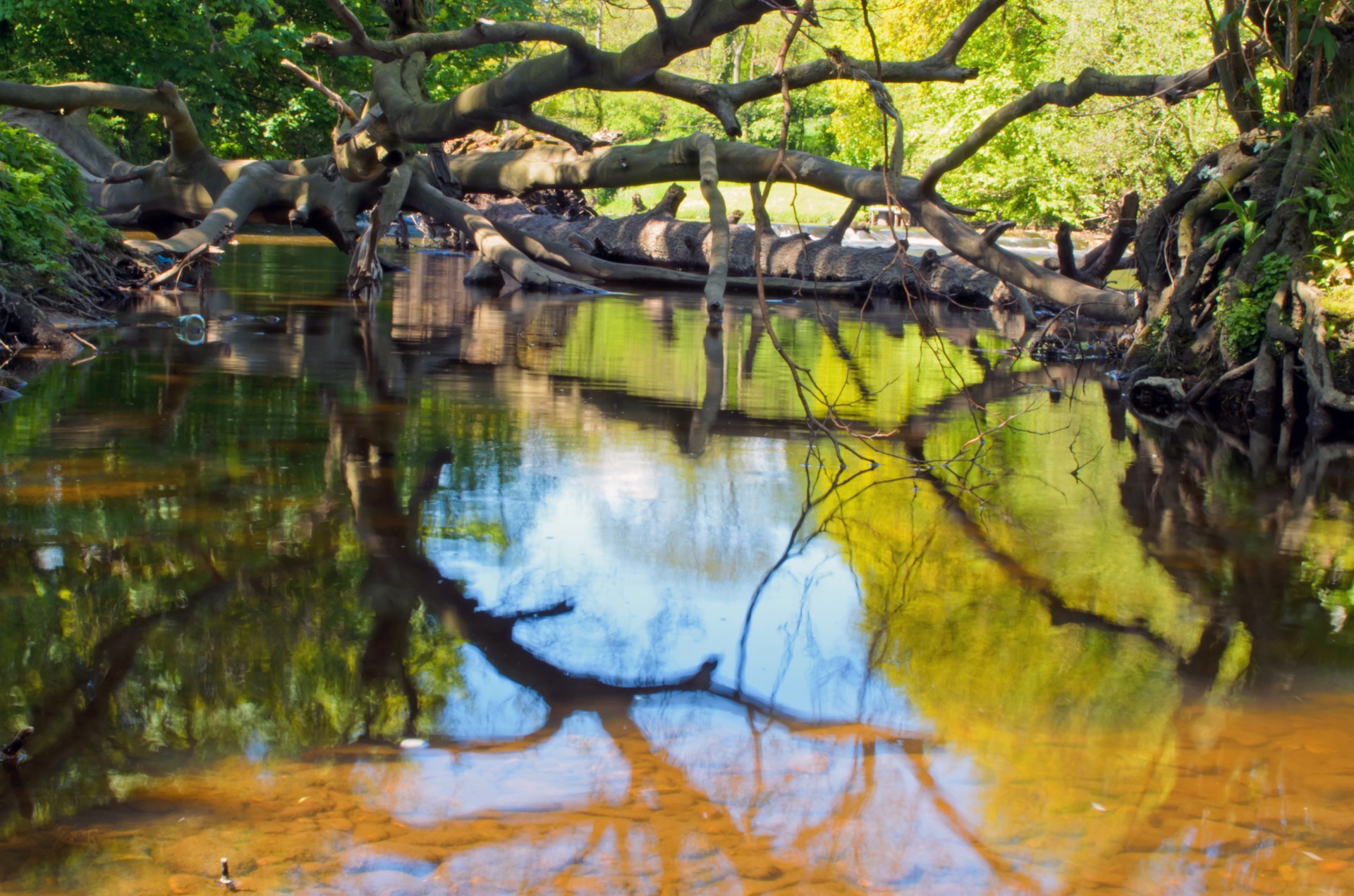 uprooted tree river free photo