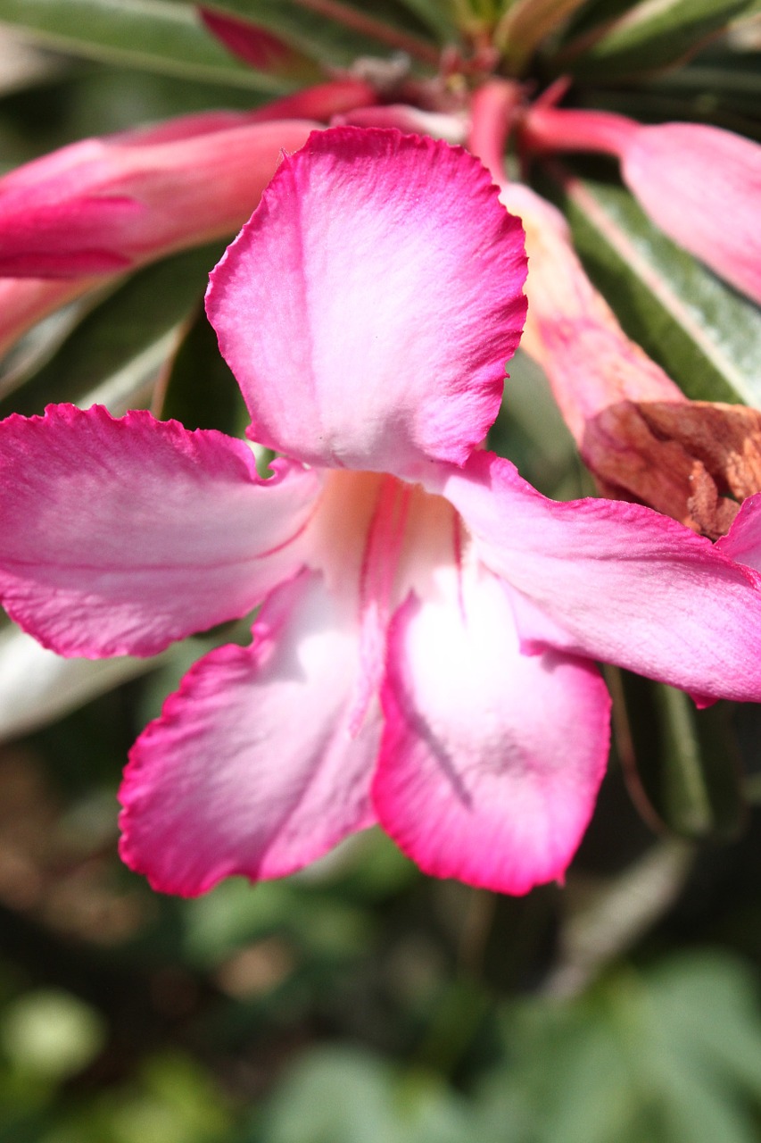 upside down closeup of flower shoot red free photo