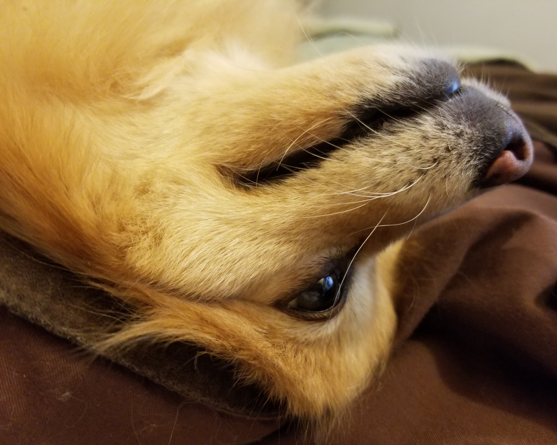 dog face upside down free photo