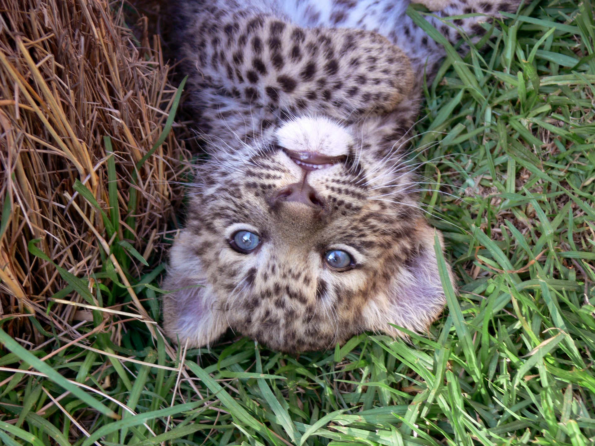 leopard cub big cat free photo