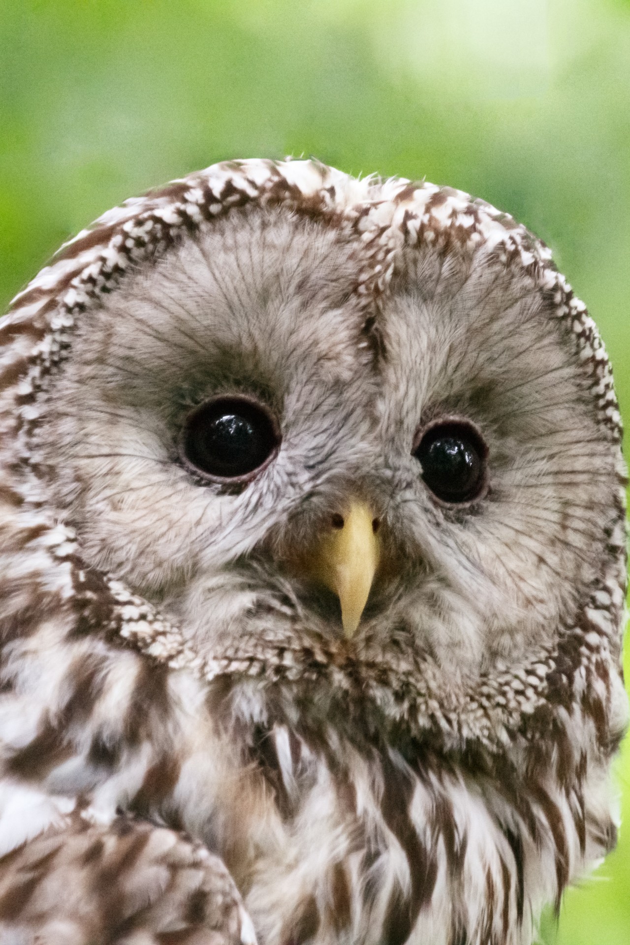 ural owl bird portrait free photo
