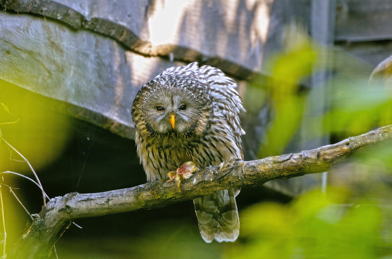 ural owl raptor strix ancient free photo