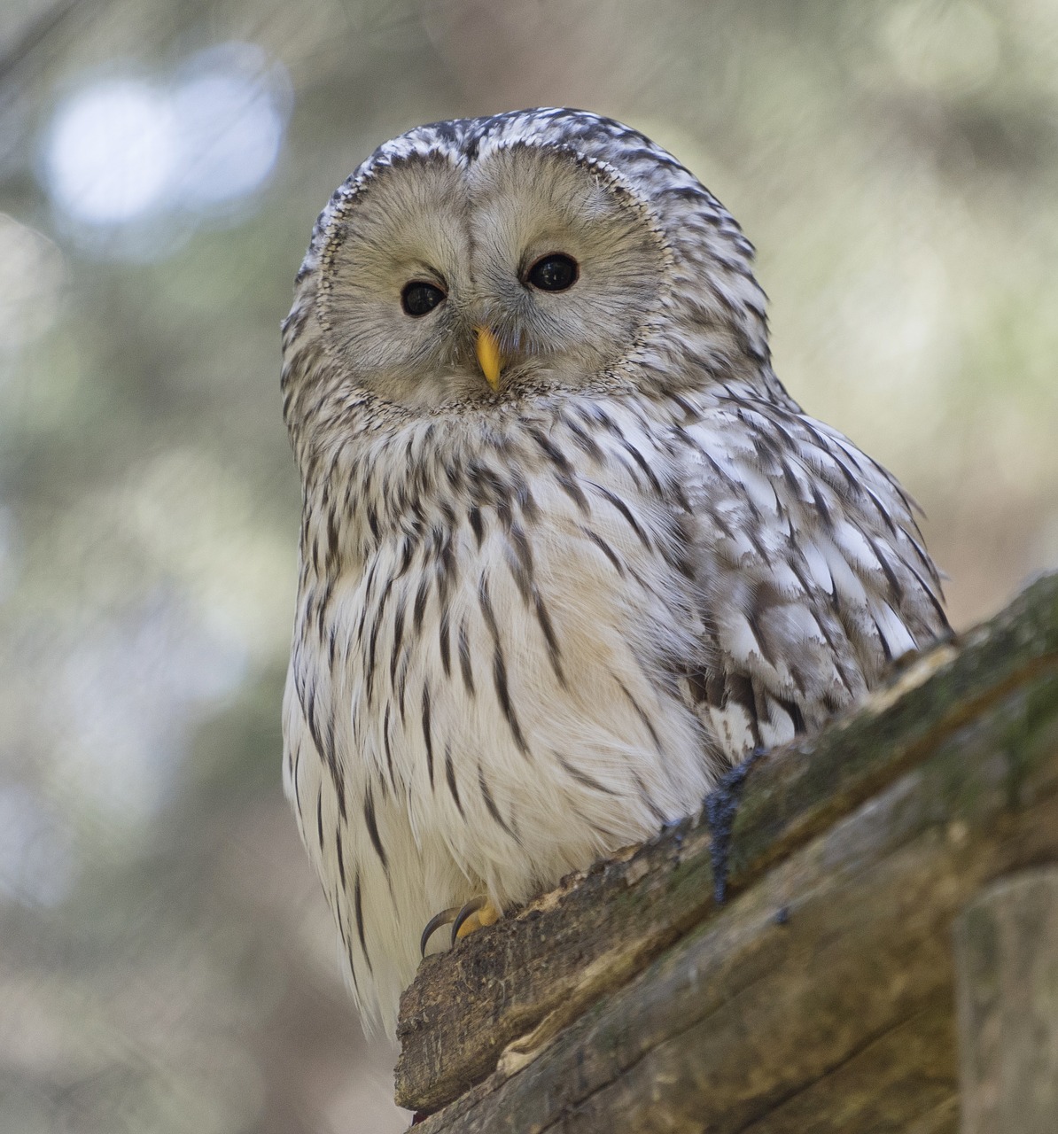 ural owl  wild animals  bird free photo