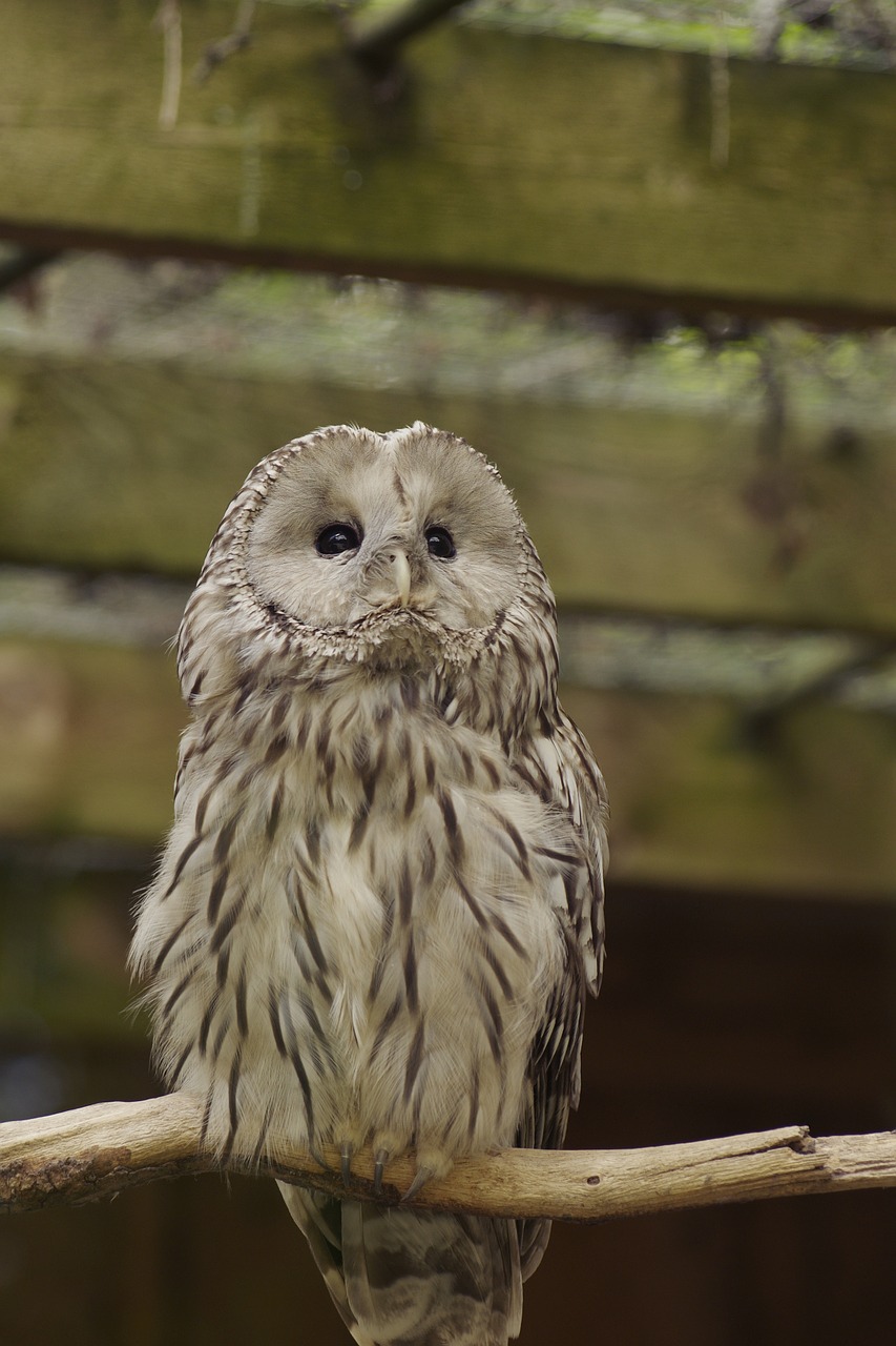 ural owl bird strix uralensis free photo