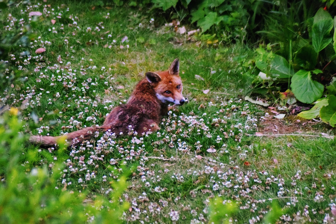 urban fox fox urban free photo