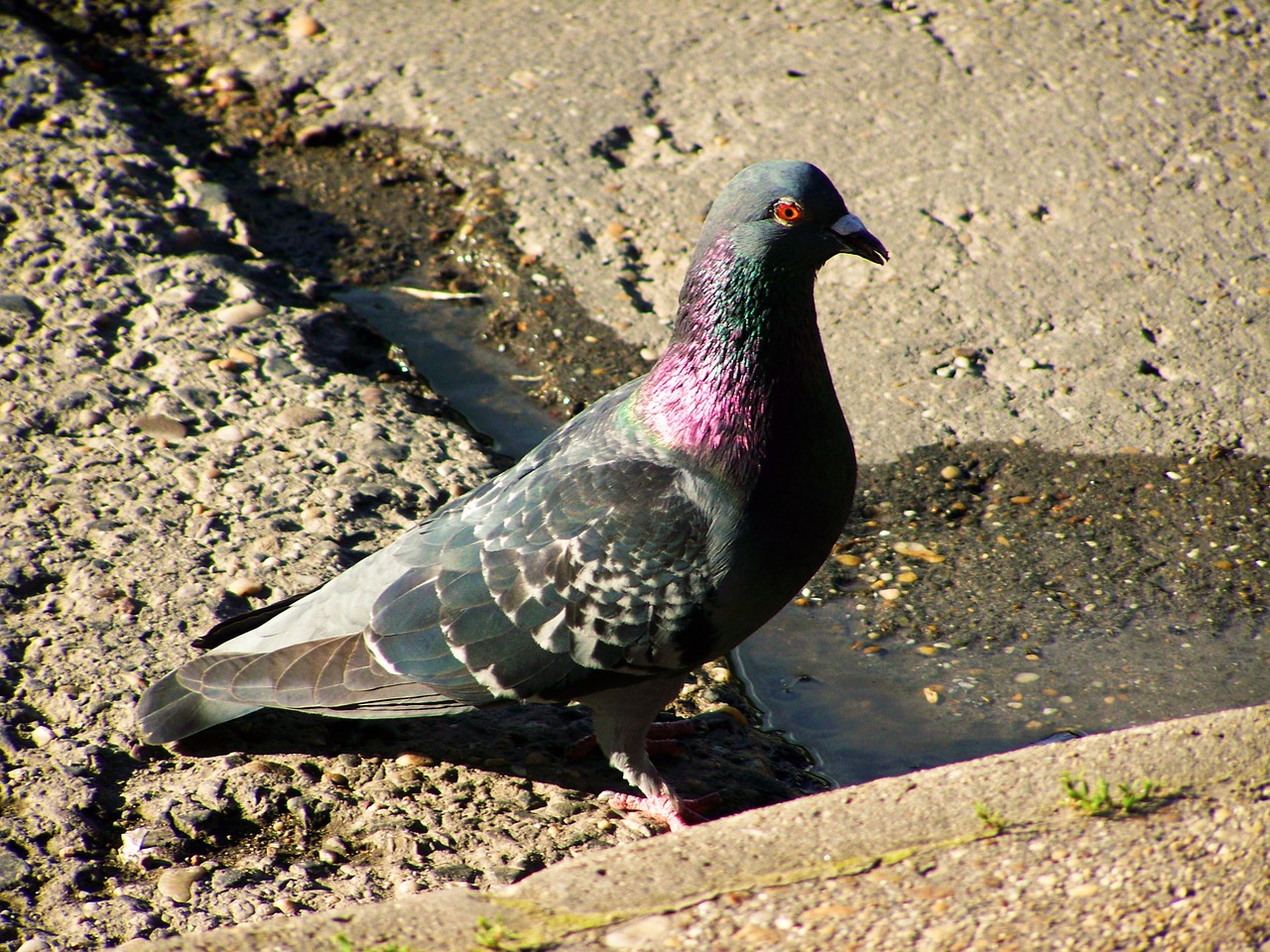 urban pigeon bird animal free photo