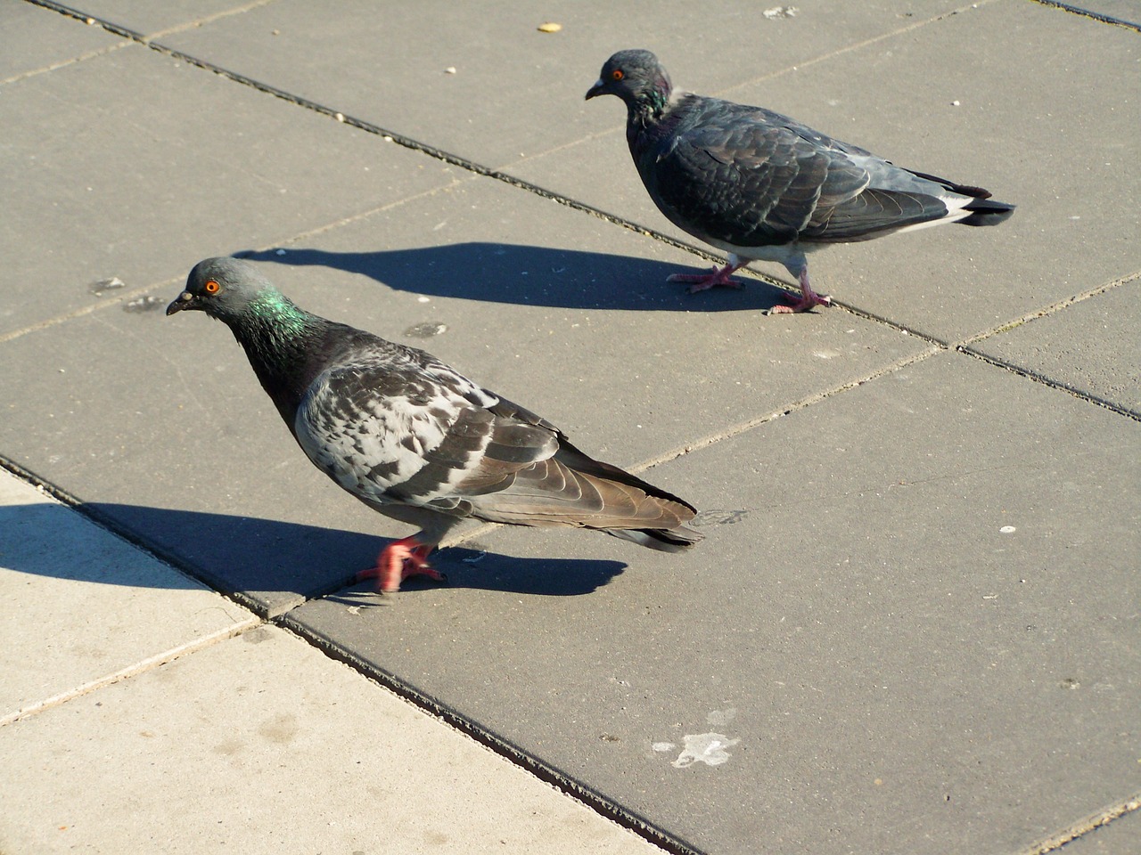 urban pigeon bird animal free photo