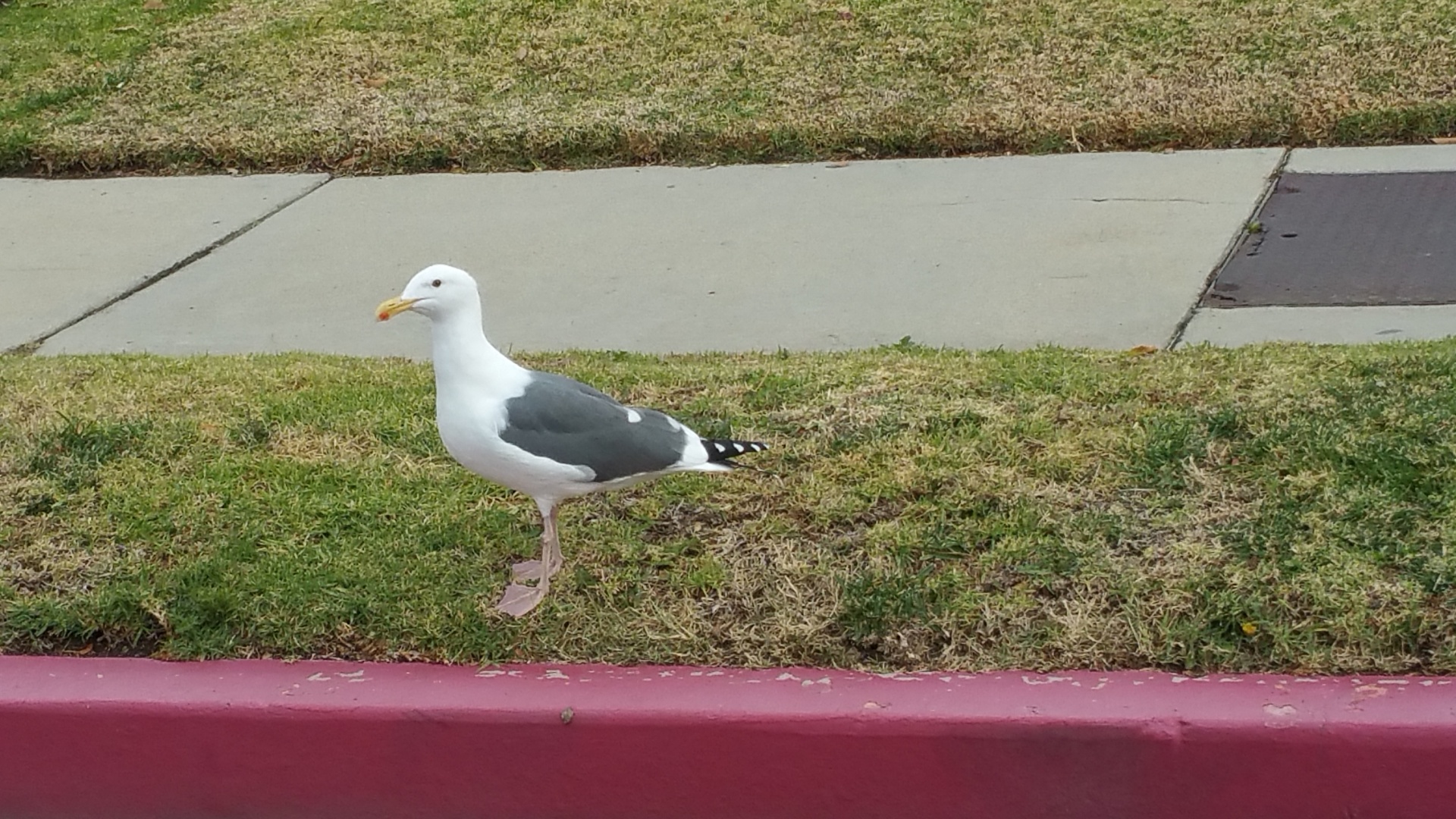 seagull urban visitor free photo