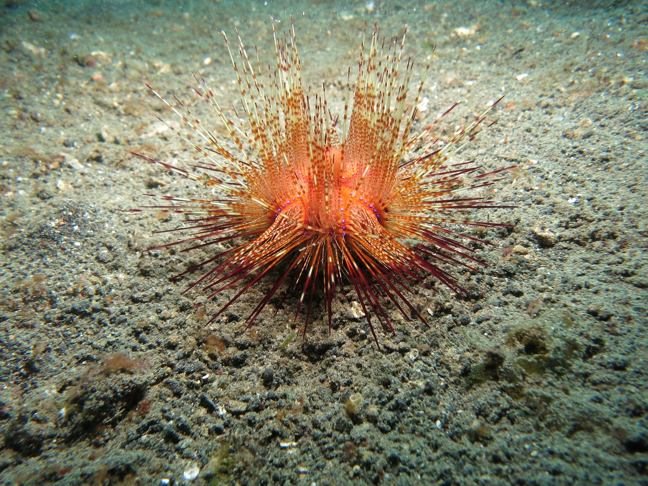 urchin sea urchin diving free photo