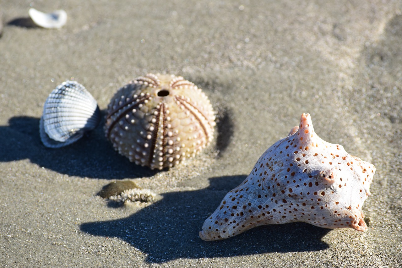 urchin  shell  beach free photo