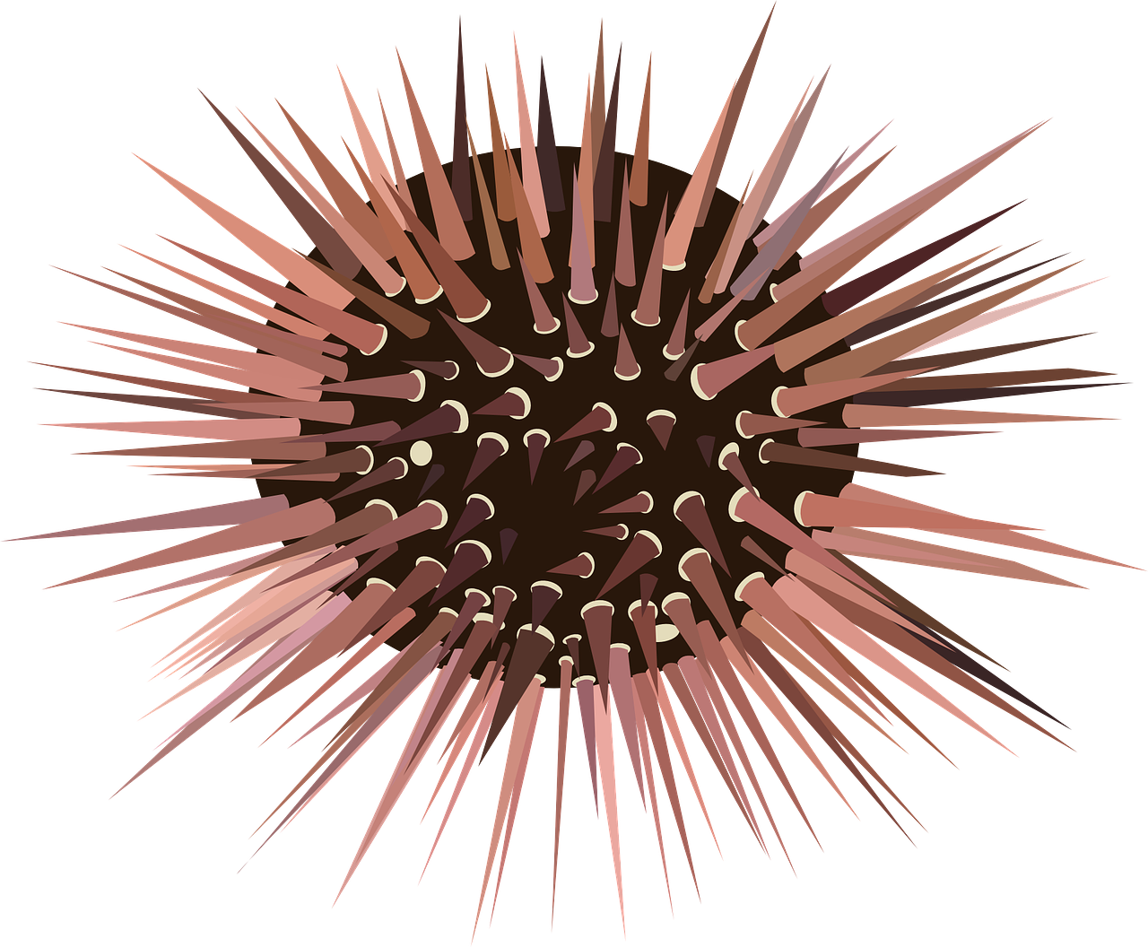 urchin echinoderm spines free photo