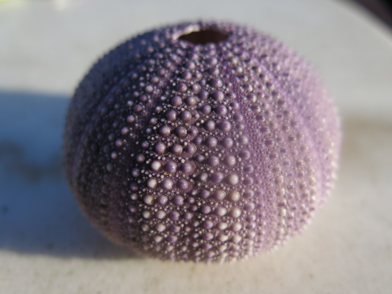 urchin sea purple free photo