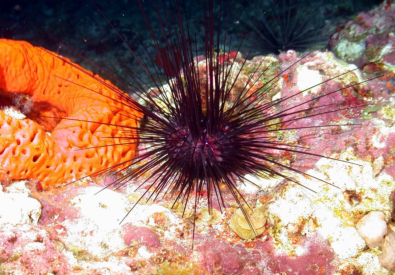 urchin sponge sea ocean free photo